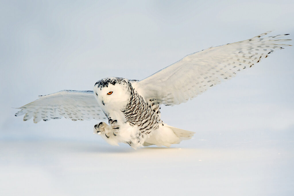 Snowy owl (Bubo scandiaca) hunting in winter, prairie Alberta, Canada