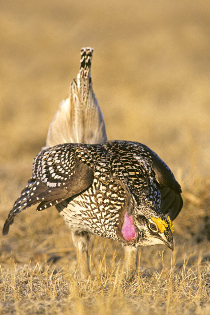 Adult male sharp-tailed grouse (Tympanuchus phasianellus) displaying on its spring communal strutting grounds, prairie Alberta, Cnada