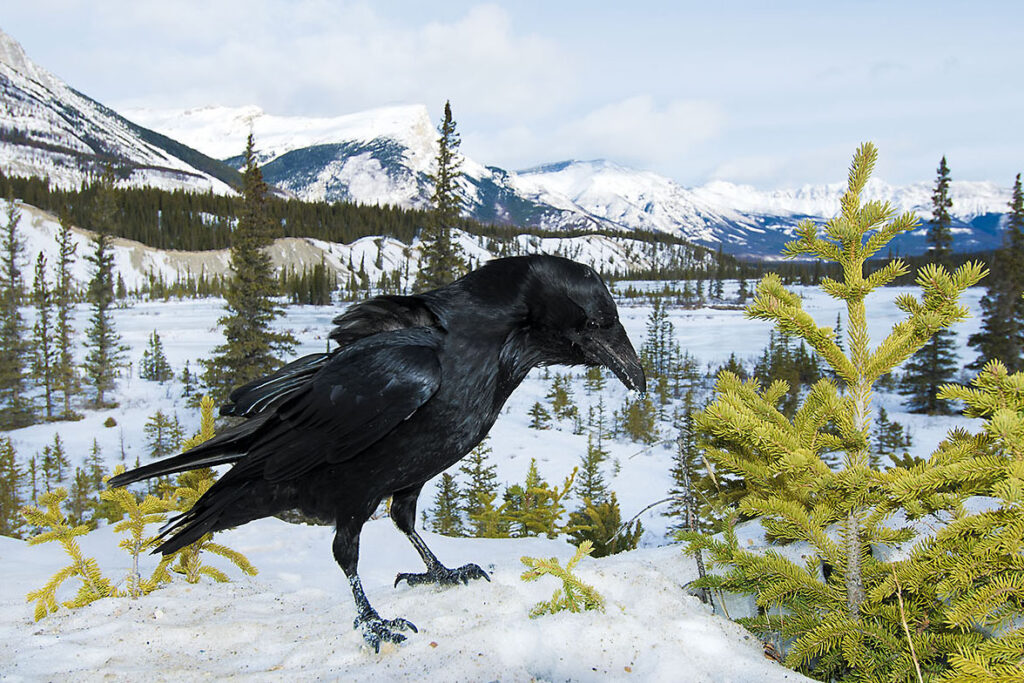Common raven (Corvus corax) South Saskatchewan River in winter, Banff National Park, western Alberta, Canada
