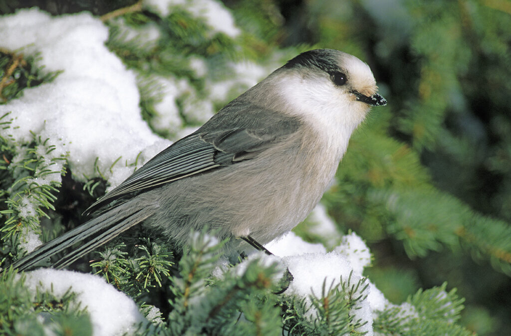 Gray jay (Perisoreus canadensis), northern Saskatchewan, western Canada