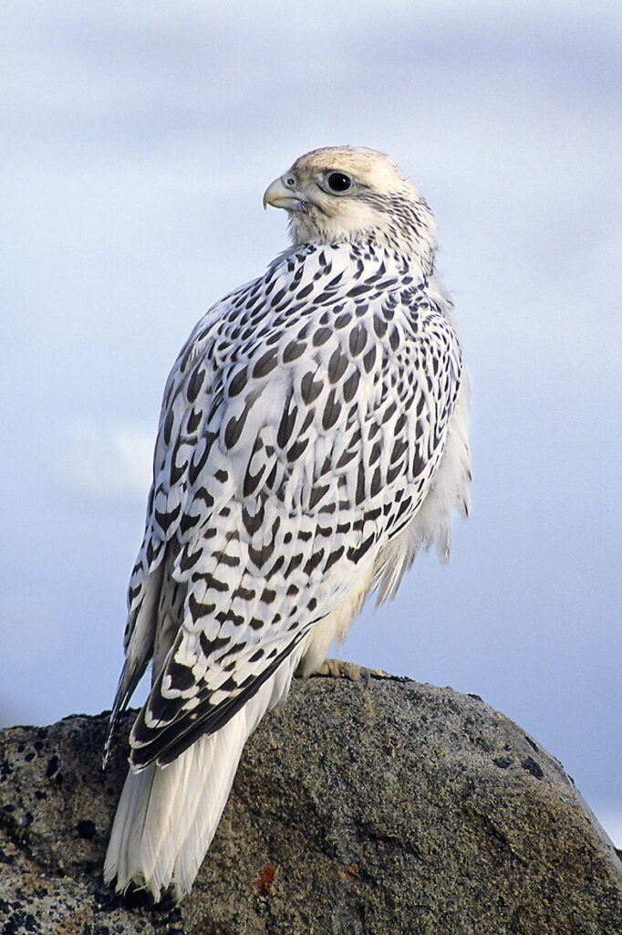 Juvenile gyrfalcon (Falco rusticolus), Ellesmere Island, Canadian High Arctic,