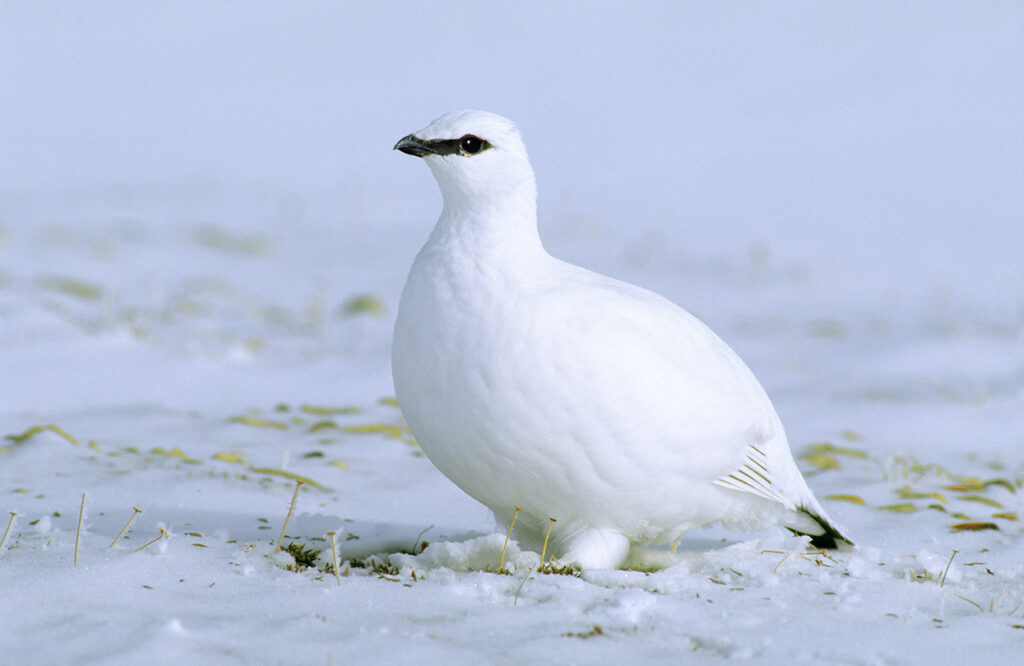 Adult male rock ptarmigan (Lagopus mutus) foraging on the winter tundra, Northwest Territories, Arctic Canada