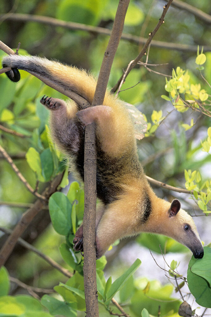 Adult collared anteater ((Tamandua tetradactyla) foraging during the day, Pantanal wetlands, southern Brazil.