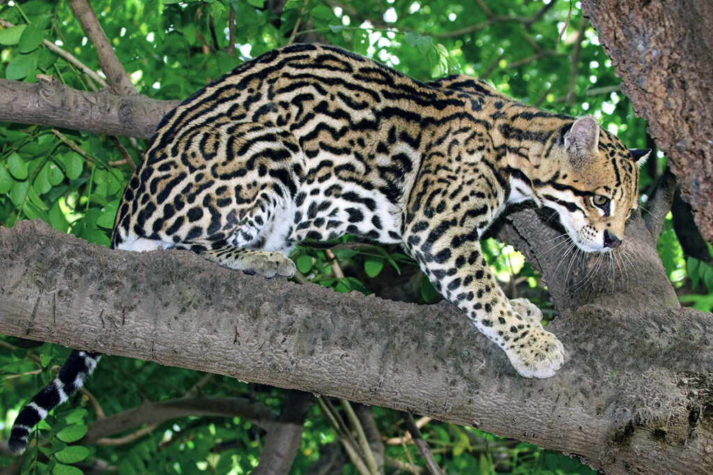 Ocelt (Felis pardalis) escaping into a tree, Pantanal wetlands, S.W. Brazil
