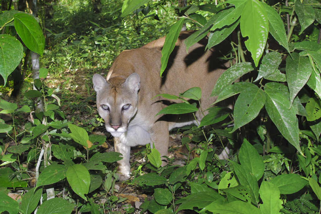 Central American Puma (Felis concolor), tropical rain forests, Belize, Central America