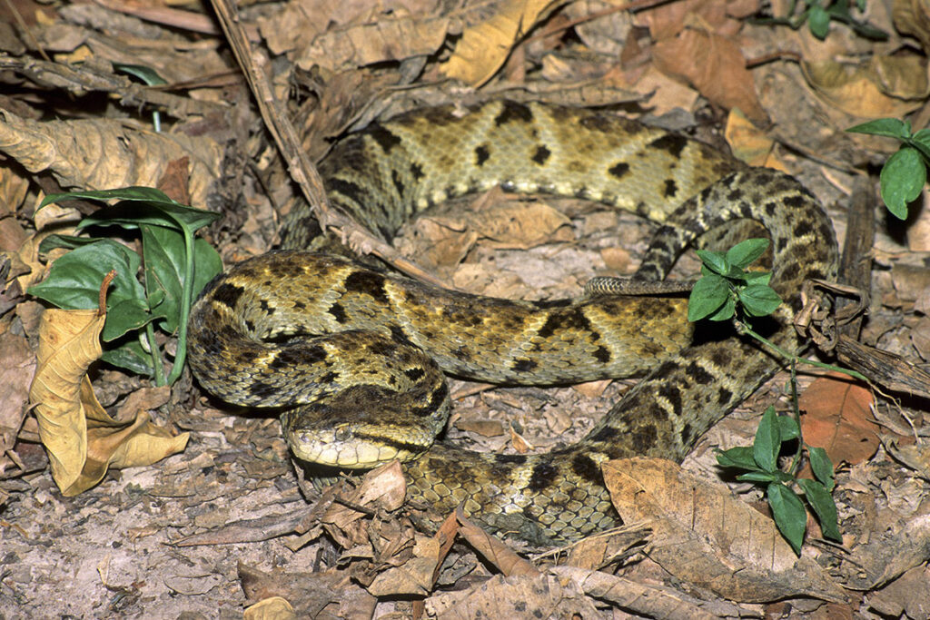 Adult fer-de-lance (Bothrops asper) resting in cryptic leaves on the floor of the rain forest, Trinidad.