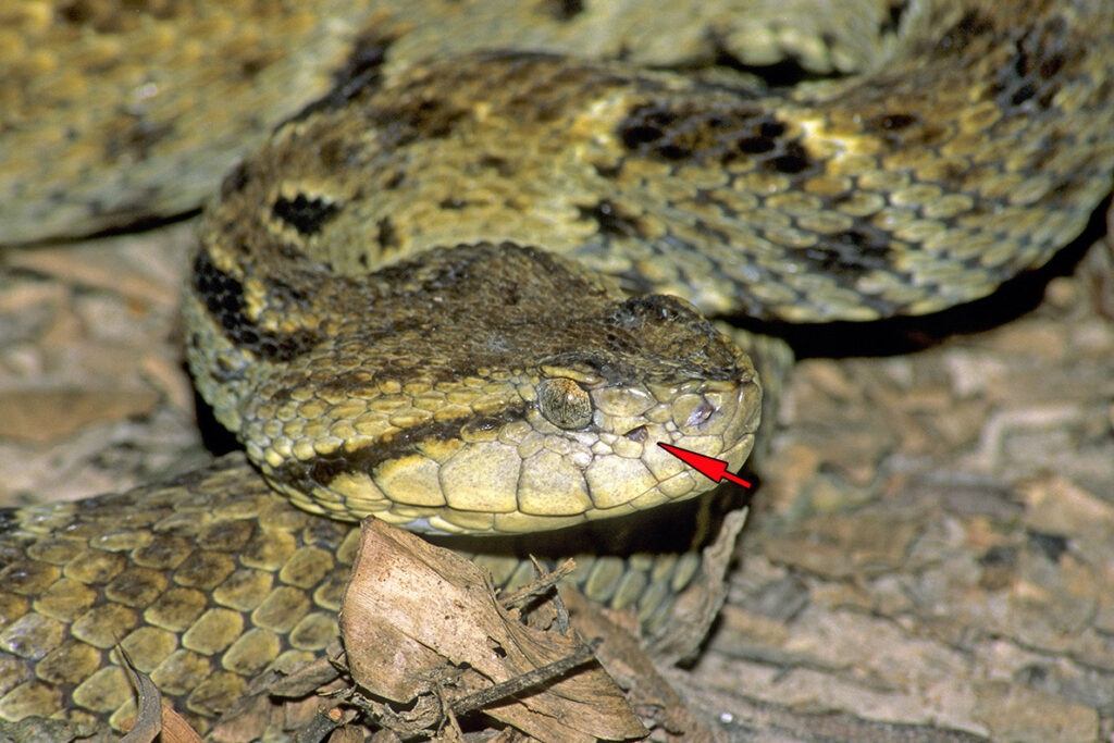 Adult fer-de-lance (Bothrops asper) resting in cryptic leaves on the floor of the rain forest, Trindad.