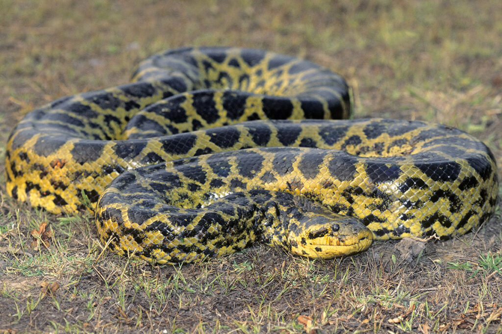 Adult male yellow anaconda (Eunectes nataeus), Pantanal wetlands, southern Brazil