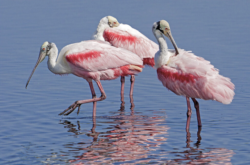 Roseate spoonbills (Ajaia ajaja), southern Florida, USA