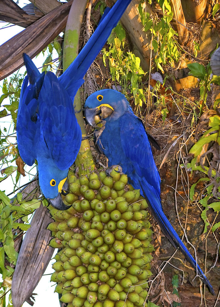 Hyacinth macaw (Anodorhynchus hyacinthinus) eating palm fruit, Pantanal, Brazil