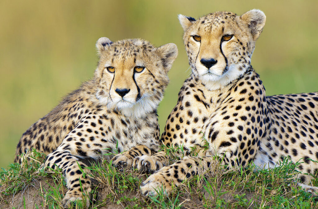 Mother cheetah (Acinonyx jubatus) and yearling offspring, resting on a termite mound, Masai Mara Game Reserve, Kenya, East Africa