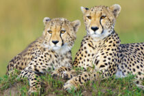 Mother cheetah (Acinonyx jubatus) and yearling offspring, resting on a termite mound, Masai Mara Game Reserve, Kenya, East Africa