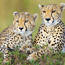 Mother cheetah (Acinonyx jubatus) and yearling offspring, resting on a termite mound, Masai Mara Game Reserve, Kenya, East Africa