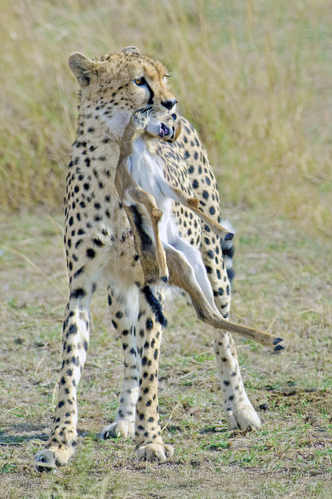 Cheetah (Acinonyx jubatus) with a newborn Thomson's gazelle (Gazella thomsonii) , Masai Mara Reserve, Kenya, East Africa