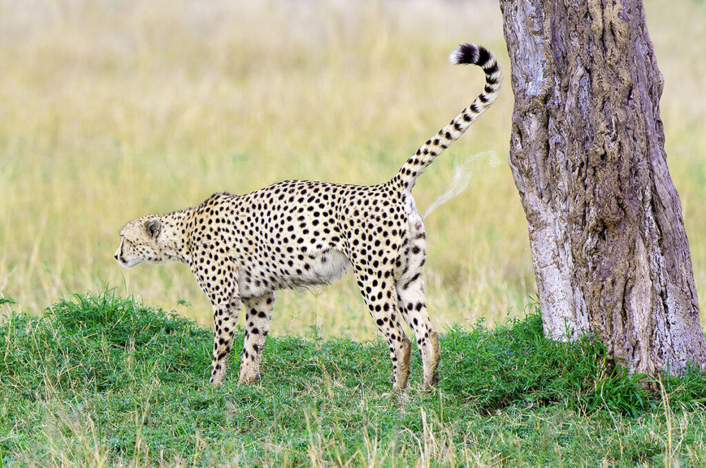 Male cheetah (Acinonyx jubatus) urine-marking a tree, Masai Mara Game Reserve, Kenya, East Africa