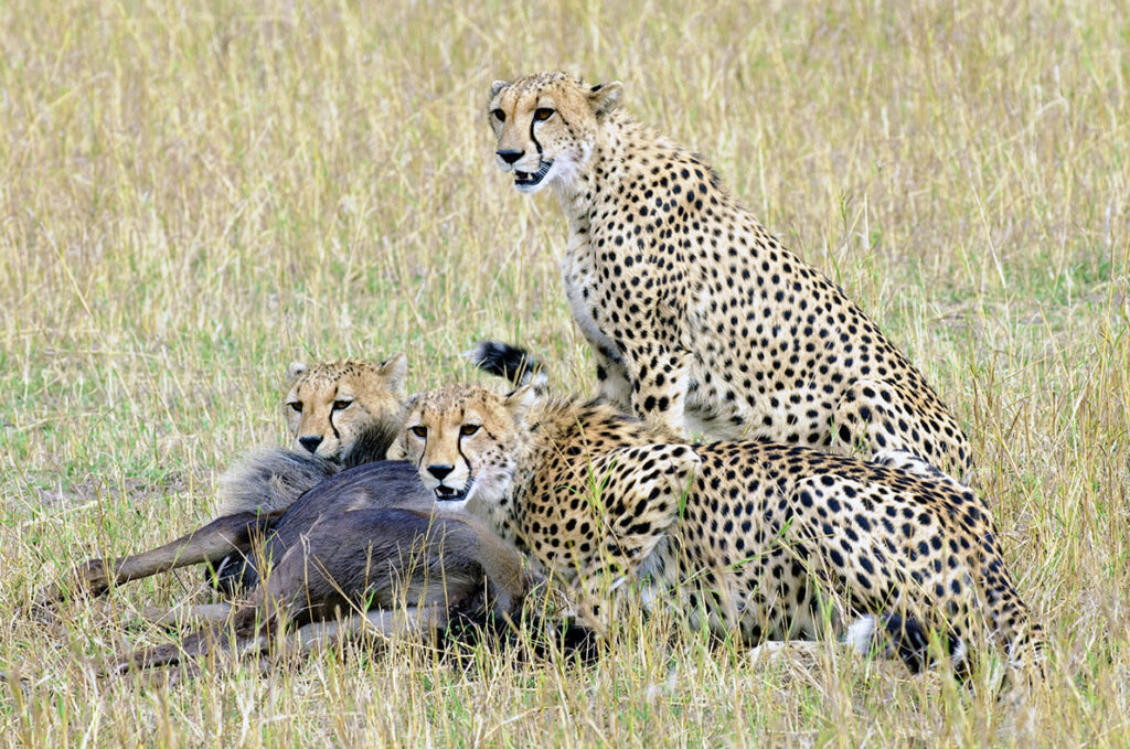 Mother Cheetah (Acinonyx jubatus) & two full-grown young with wildebeest (Connochaetes taurinus) kill, Masai Mara Reserve, Kenya, East Africa