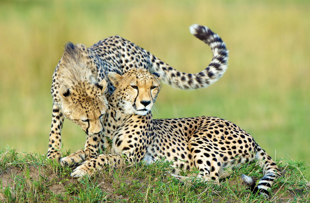 Mother cheetah (Acinonyx jubatus) and yearling offspring, resting on a termite mound, Masai Mara Game Reserve, Kenya, East Africa