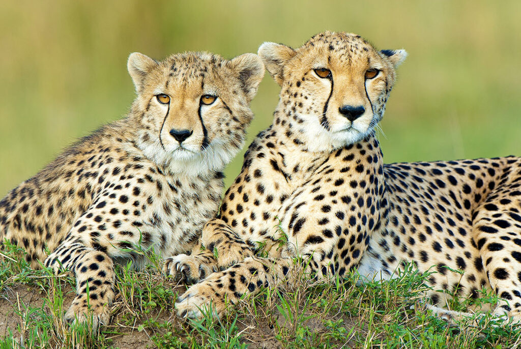 Mother cheetah (Acinonyx jubatus) and yearling offspring, resting on a termite mound, Masai Mara Game Reserve, Kenya, East Africa