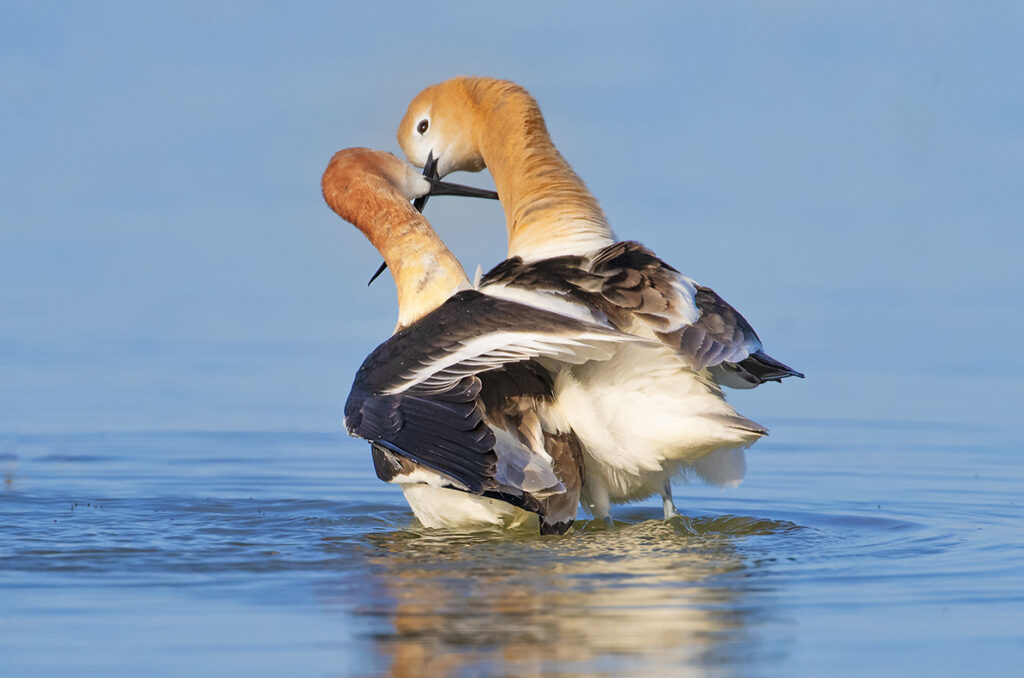 Adult greater white-fronted geese (Anser albifrons), Victoria Isand, Nunavut, Arctic Canada