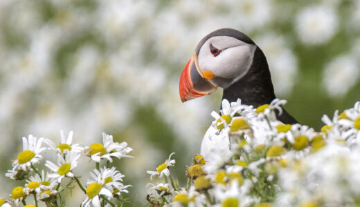 Puffins in Iceland