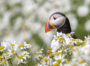 Puffins in Iceland