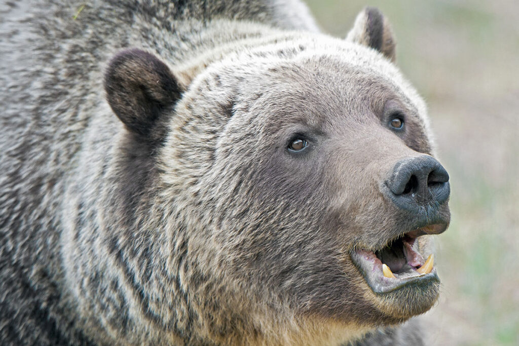 Adult mountain grizzly bear (Ursus arctos), Jasper National Park, Canadian Rocky Mountains, western Alberta, Canada