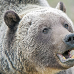 Adult mountain grizzly bear (Ursus arctos), Jasper National Park, Canadian Rocky Mountains, western Alberta, Canada