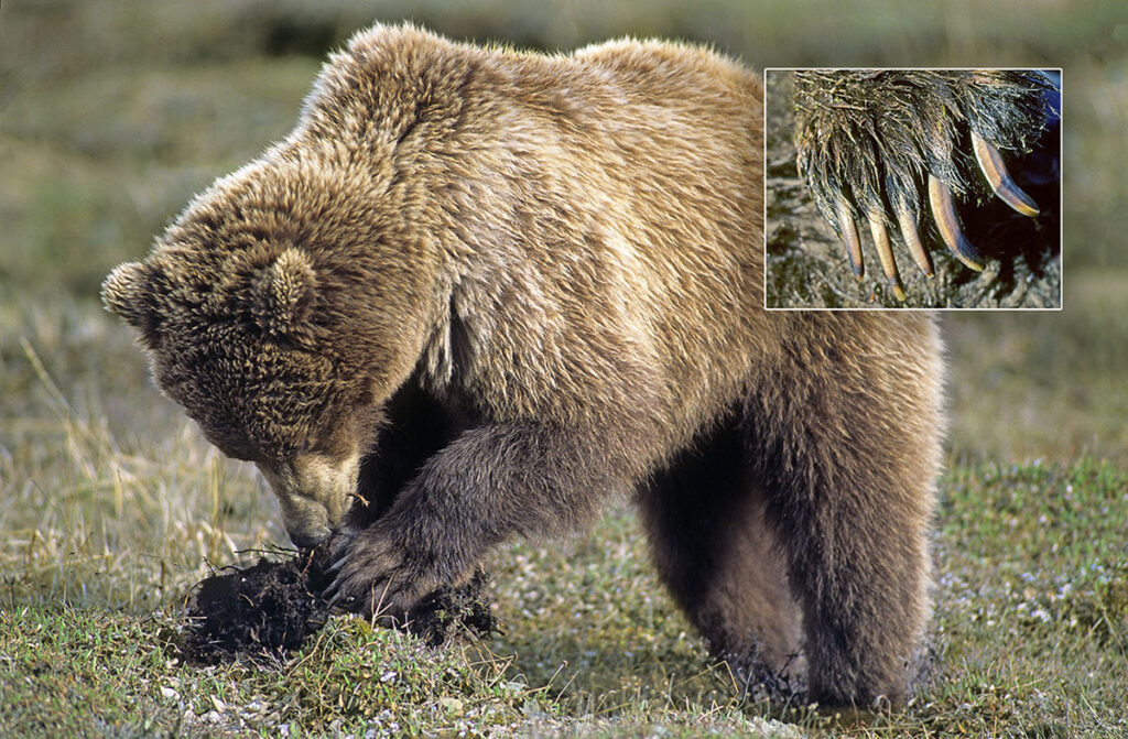 Brown bear (Ursus arctos) digging for the nutritious roots of tundra wildflowers, northern Yukon, Arctic Canada