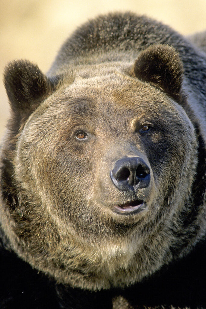 Adult male brown bear (Ursus arctos), Rocky Mountains, Alberta, Canada