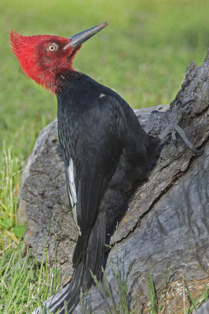 Male magellanic woodpecker (Campephilus magellanicus) Los Glaciares National Park, southern Argentina