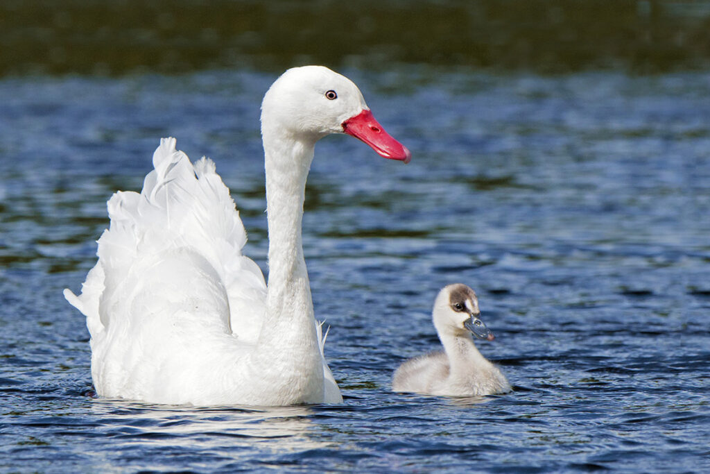 Coscoroba swan (Coscoroba coscoroba) and newly hatched cygnet, Torres del Paine National Park, southern Argentina, Chile